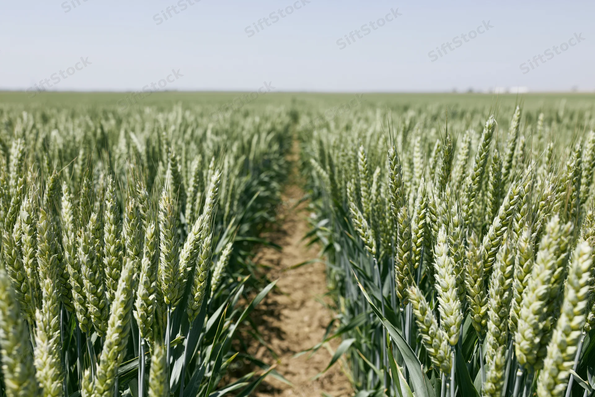 Rows of green wheat growing in a vast field under a clear sky
