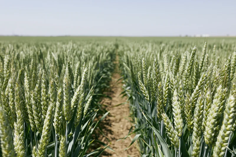 Rows of green wheat growing in a vast field under a clear sky