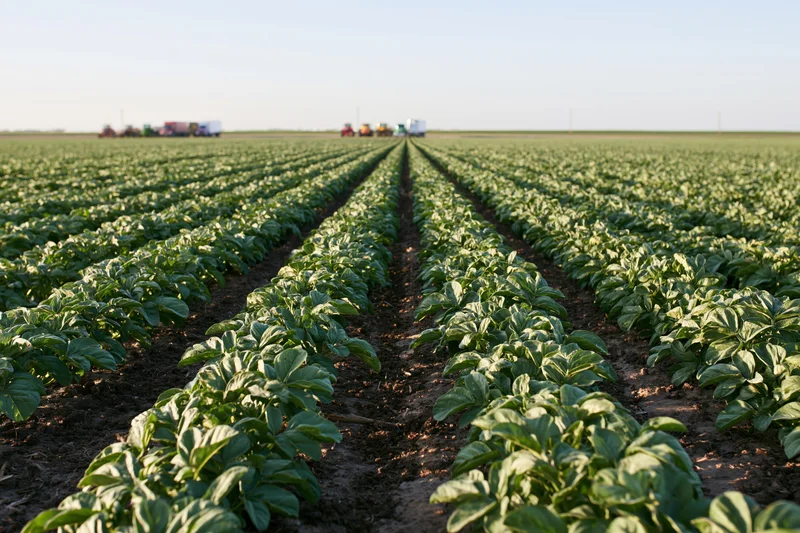 Rows of soybean plants growing in a field with tractors in the distance