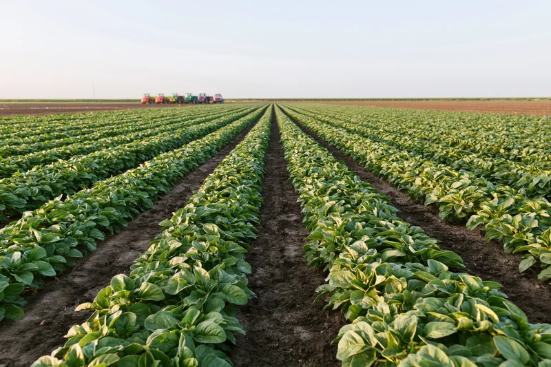 Wide shot of converging rows of crop plants standing in field