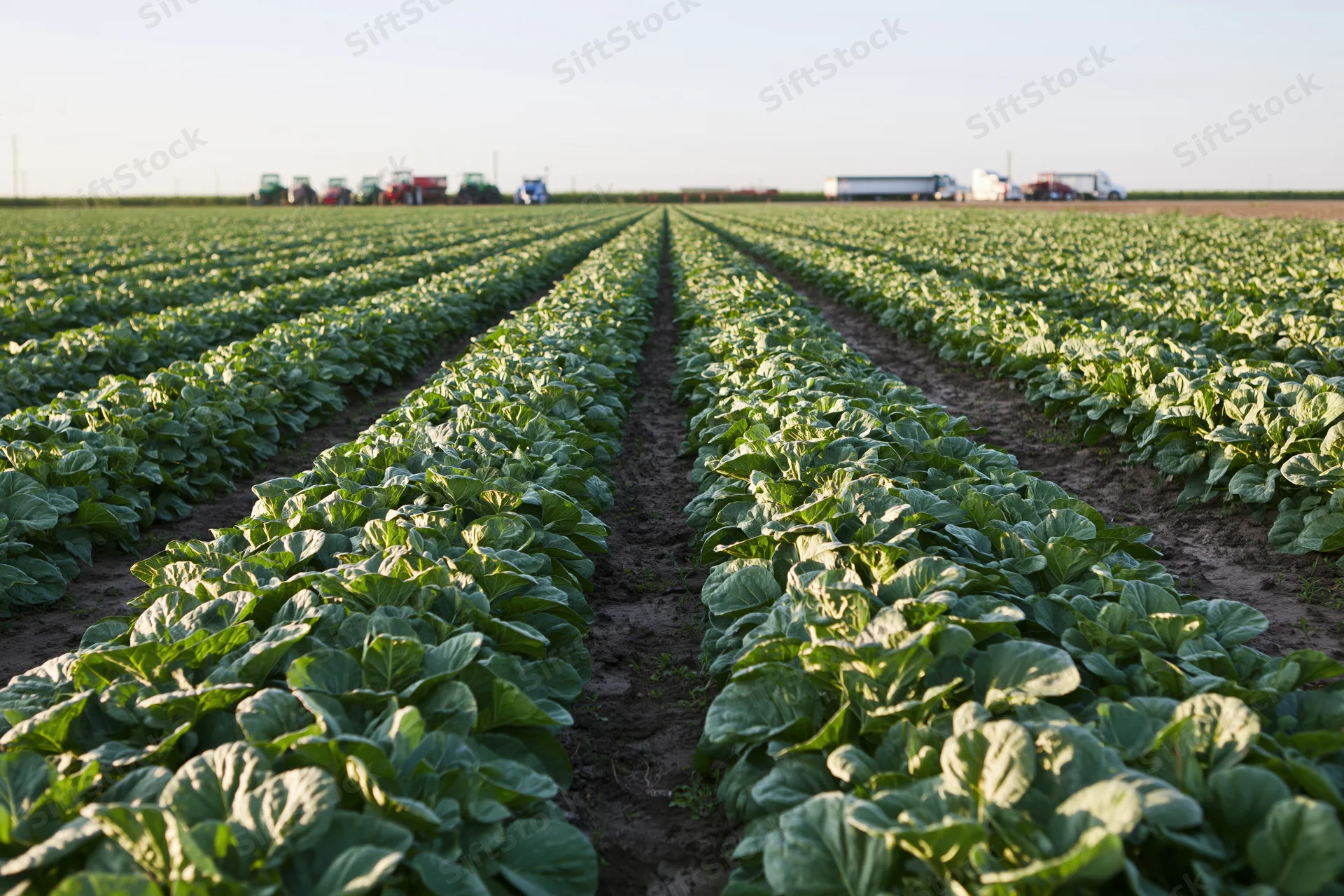 Rows of cabbage plants growing in a farm field with tractors and trucks in the distance