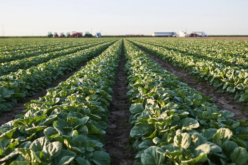 Rows of cabbage plants growing in a farm field with tractors and trucks in the distance