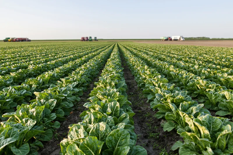 Rows of green lettuce plants growing in a large farm field with tractors and trucks in the distance