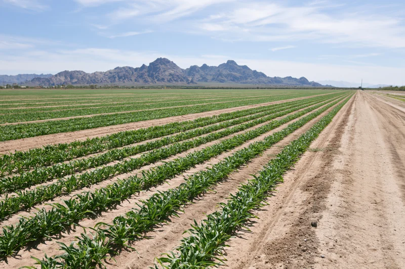 Rows of young green crops growing in a field with mountains in the background