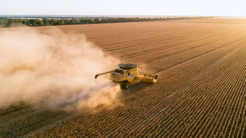 Yellow combine harvester moving through a vast soybean field at sunset