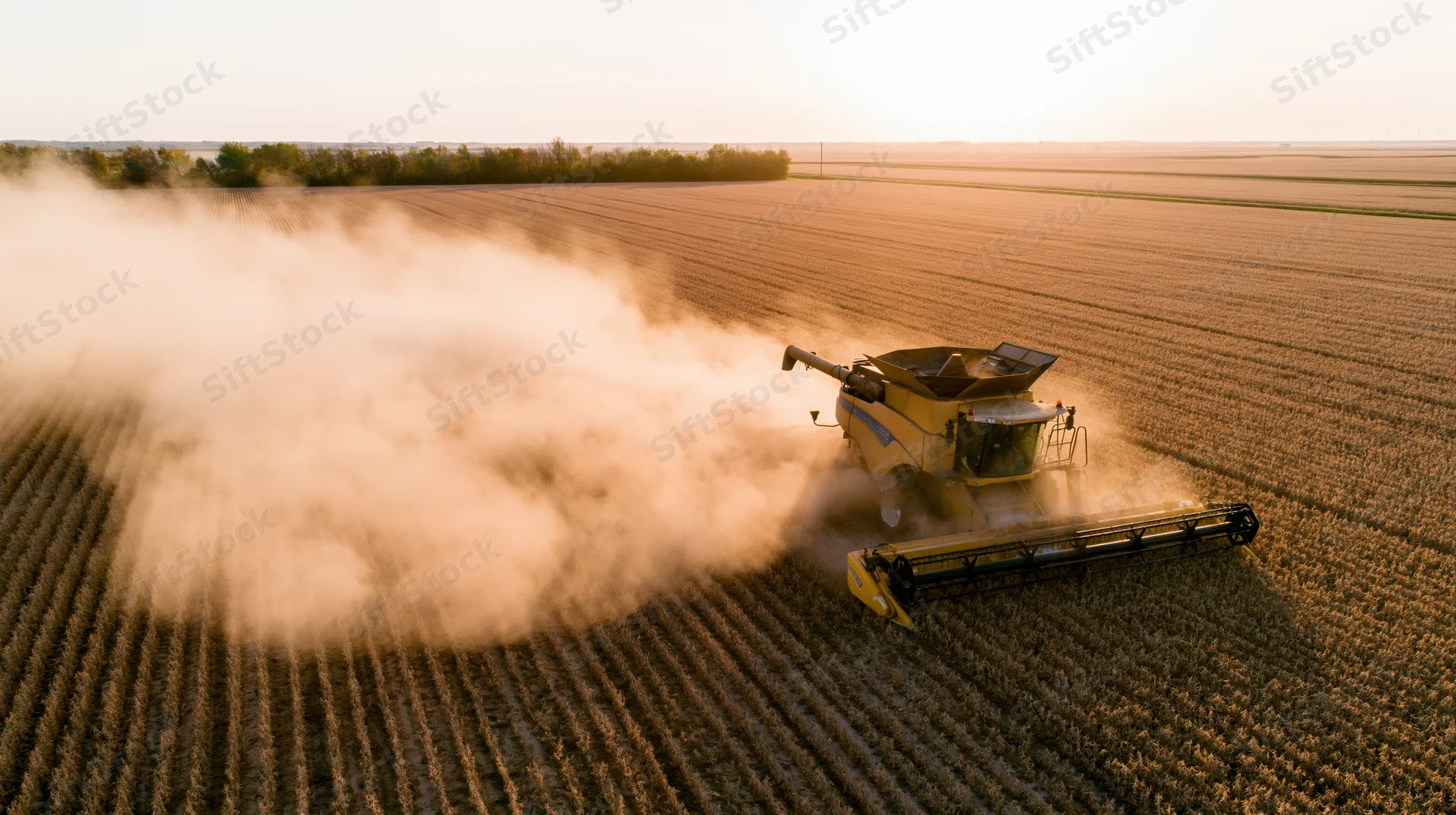 Yellow combine harvester harvesting soybeans in a vast field at sunset
