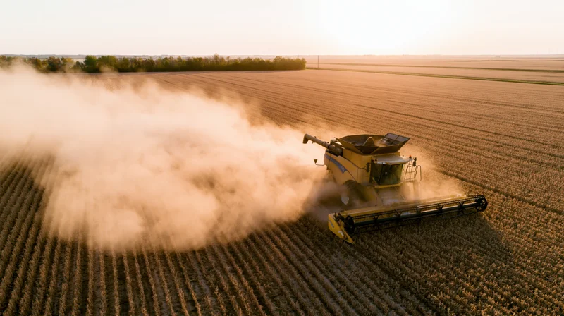 Yellow combine harvester harvesting soybeans in a vast field at sunset