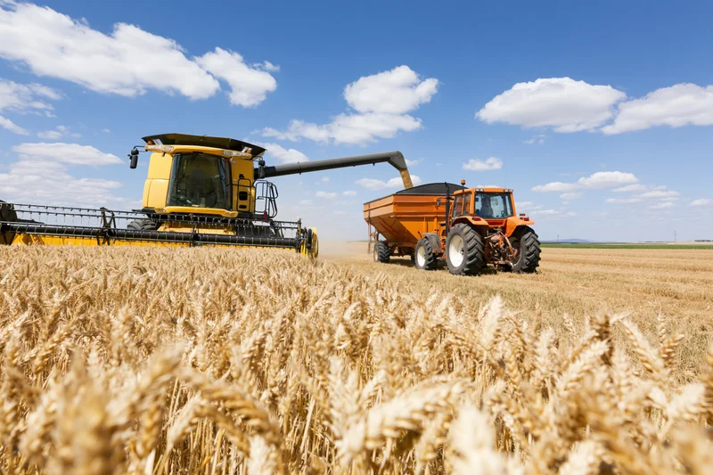 Yellow combine harvester unloading grain into a grain cart