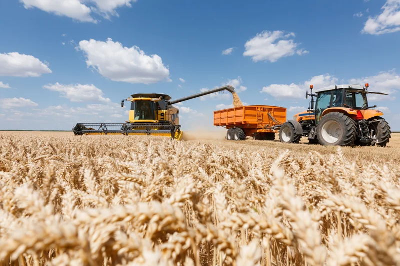 Combine harvester unloading grain into a tractor-pulled trailer in a wheat field under a blue sky