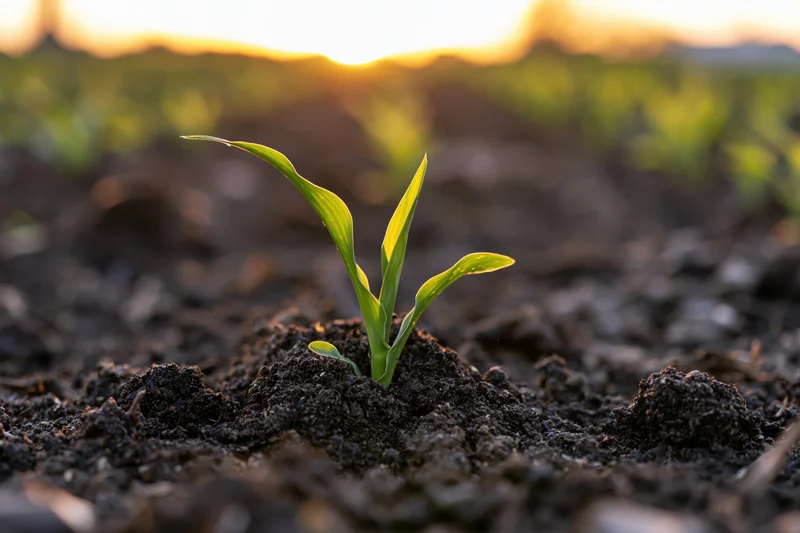 Young corn seedling sprouting from dark soil in a field at sunrise