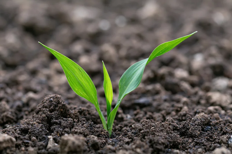 Young corn seedling emerging from dark soil with two bright green leaves