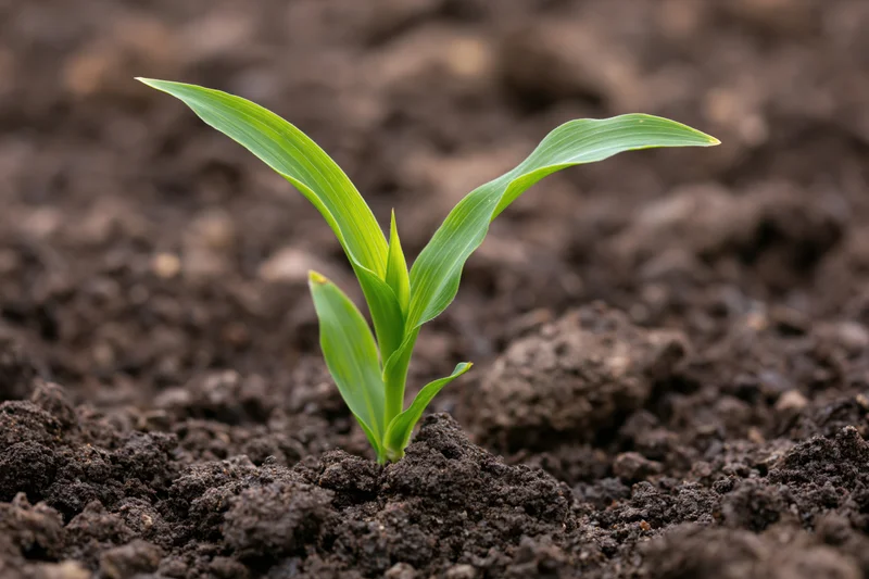Young corn seedling emerging from dark soil in a farm field