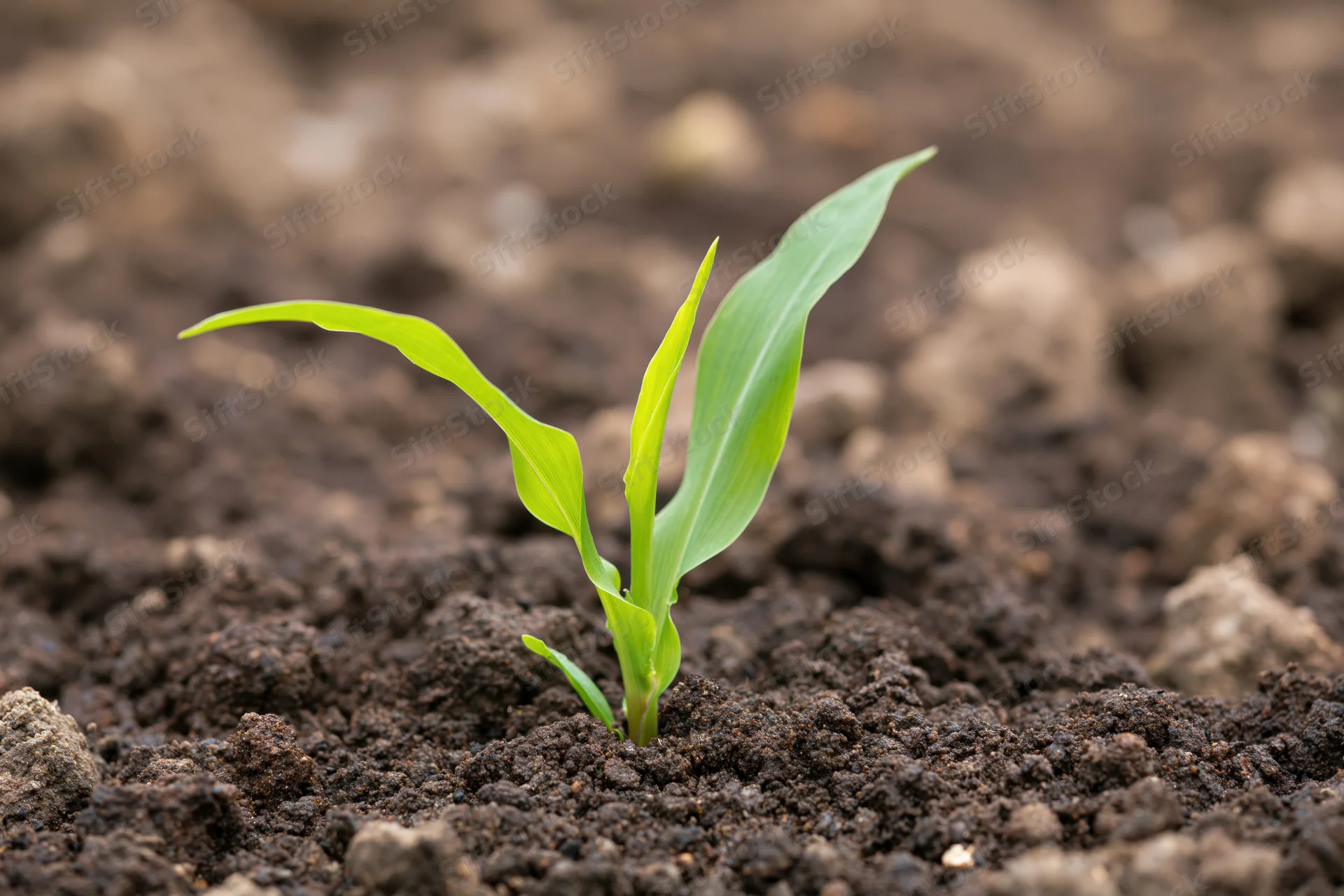 Young corn seedling emerging from dark soil in a cultivated field