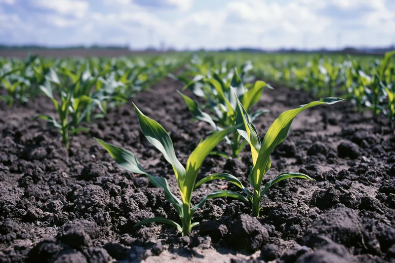 Young corn seedlings emerging from dark clumped soil in a cultivated field under a partly cloudy sky