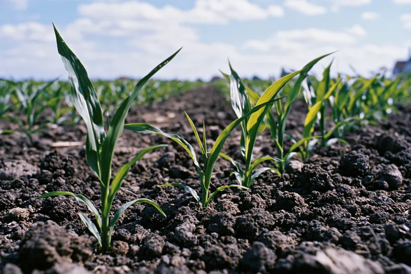 Young corn seedlings emerging from dark clumped soil in a field under a partly cloudy sky