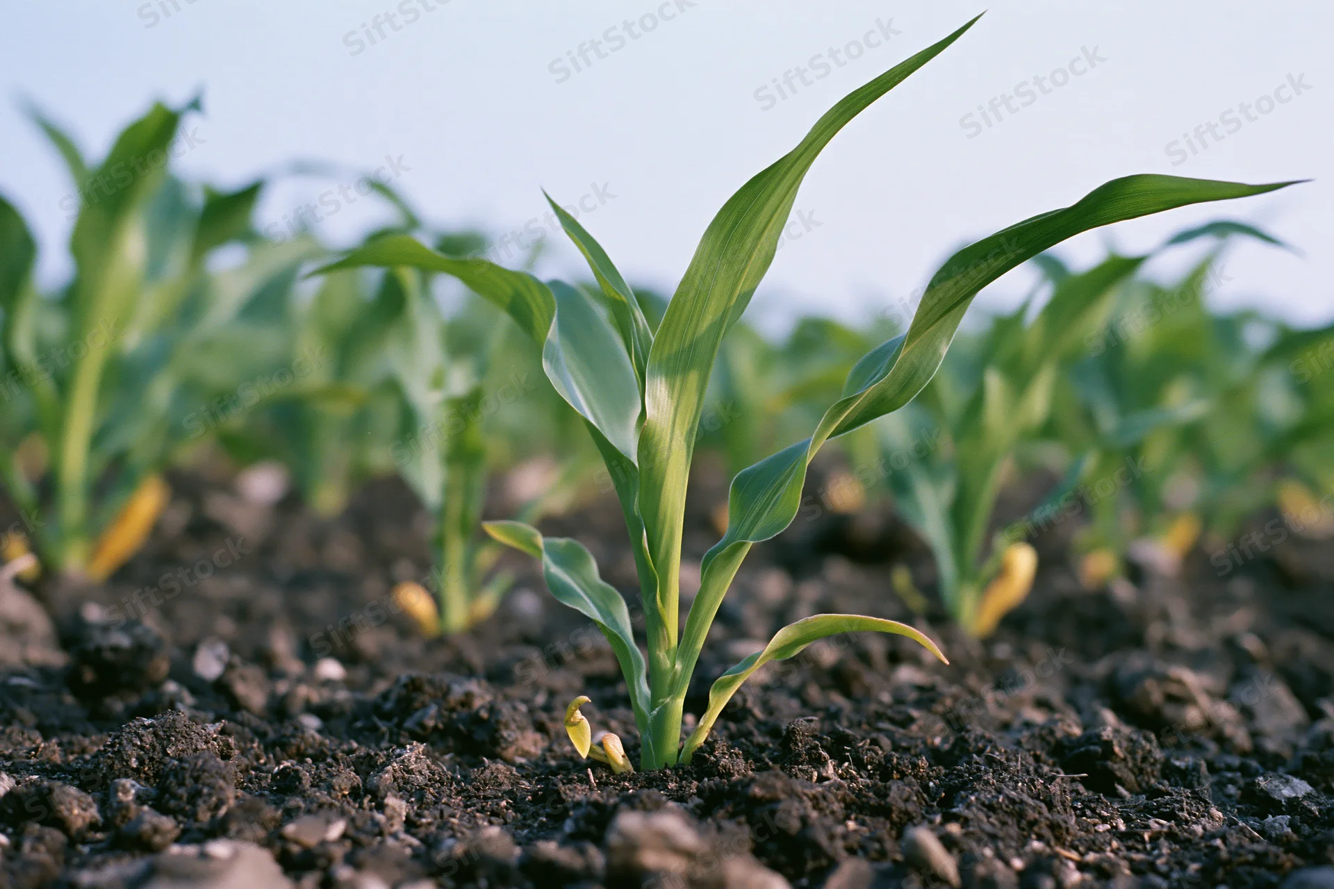 Young corn seedlings emerging from dark tilled soil in a field