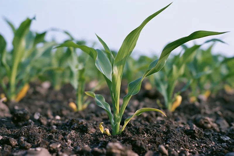 Young corn seedlings emerging from dark tilled soil in a field