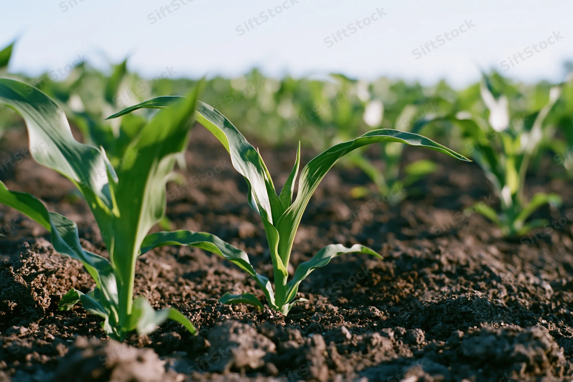 Young corn seedlings emerging from dark tilled soil in a field