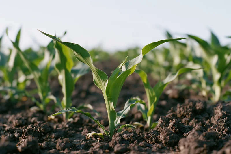 Young corn seedlings emerging from dark tilled soil in a field