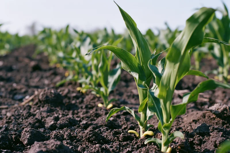 Young corn seedlings emerging from dark tilled soil in a field
