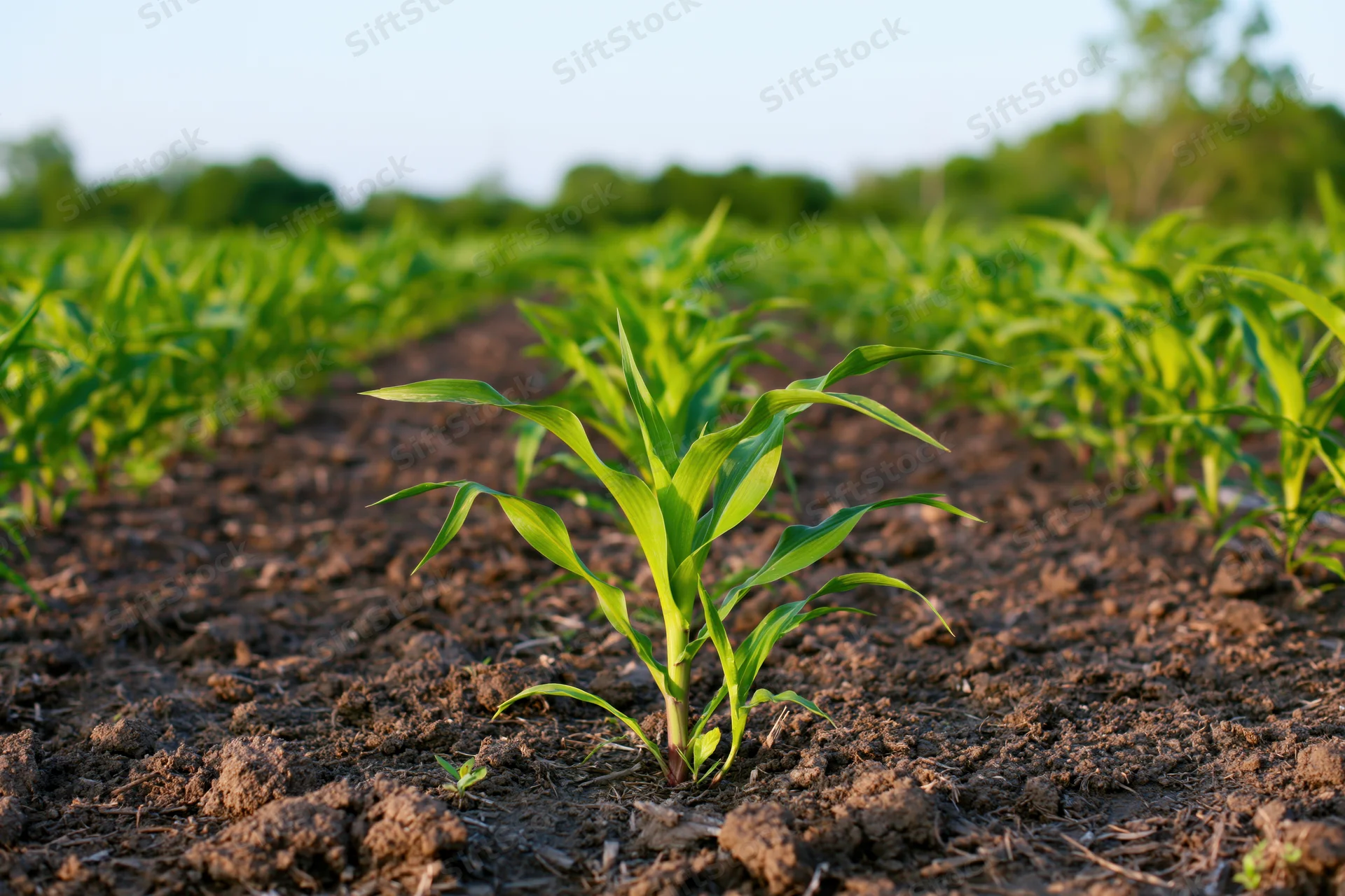 Young corn seedlings growing in rows across a tilled agricultural field