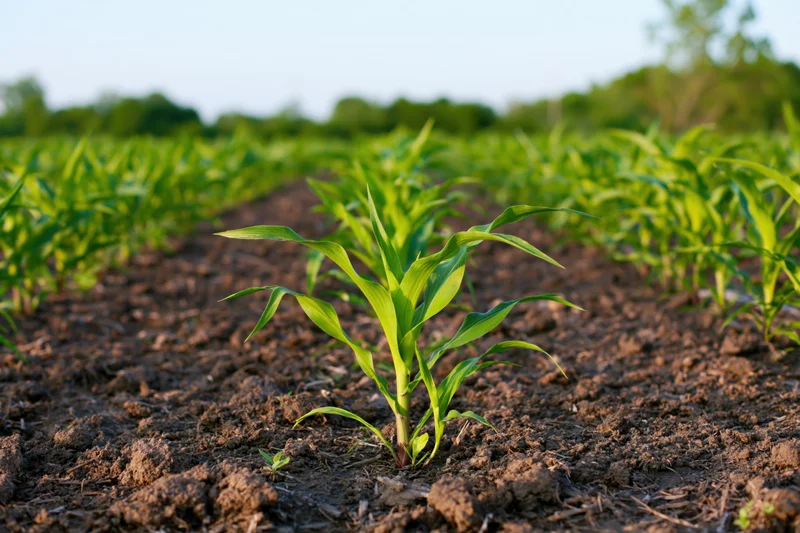 Young corn seedlings growing in rows across a tilled agricultural field