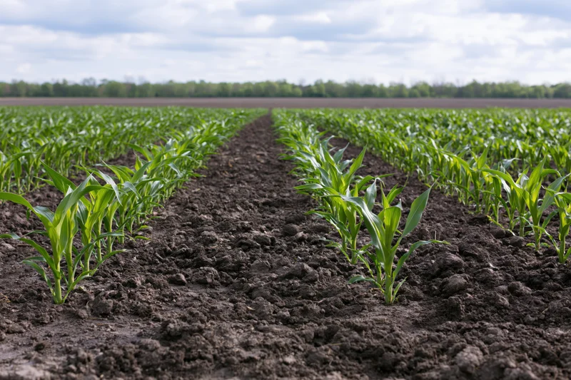 Young corn seedlings growing in parallel rows across a plowed field under an overcast sky