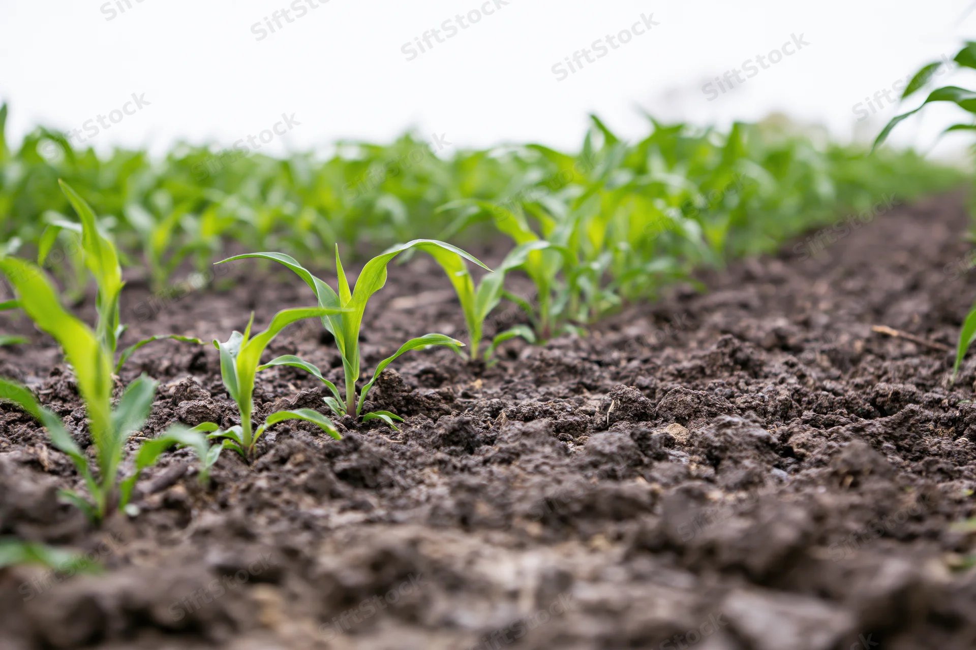 Young corn seedlings sprouting from dark tilled soil in rows on a farm field