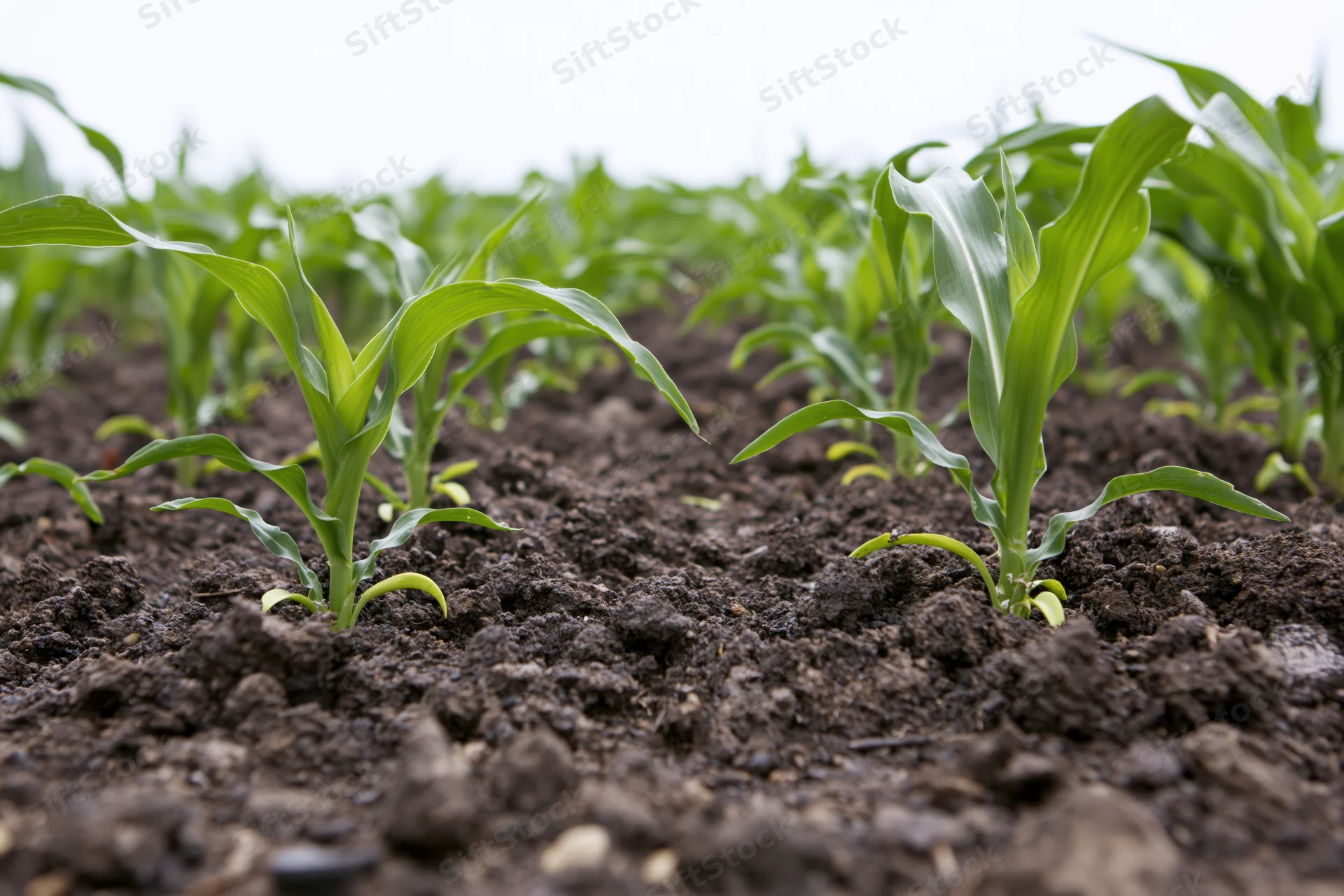 Young corn seedlings sprouting from dark tilled soil in rows on a farm field