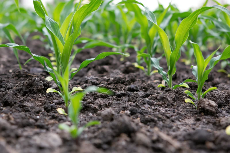 Young corn seedlings sprouting from dark tilled soil in neat rows