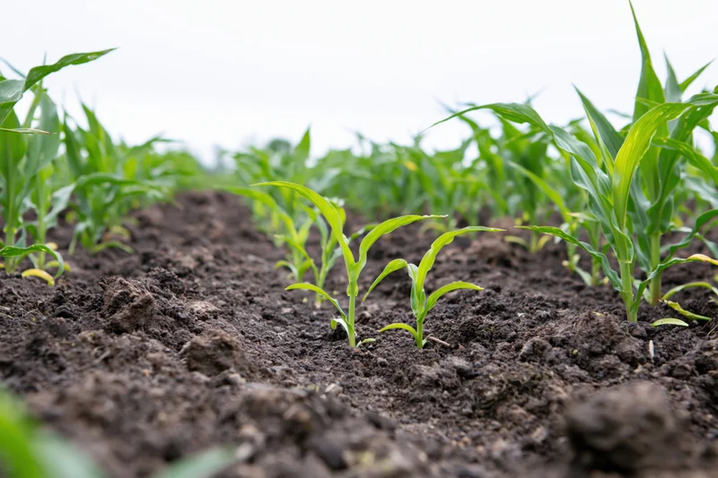 Young corn seedlings emerging from dark tilled soil in rows across a farm field