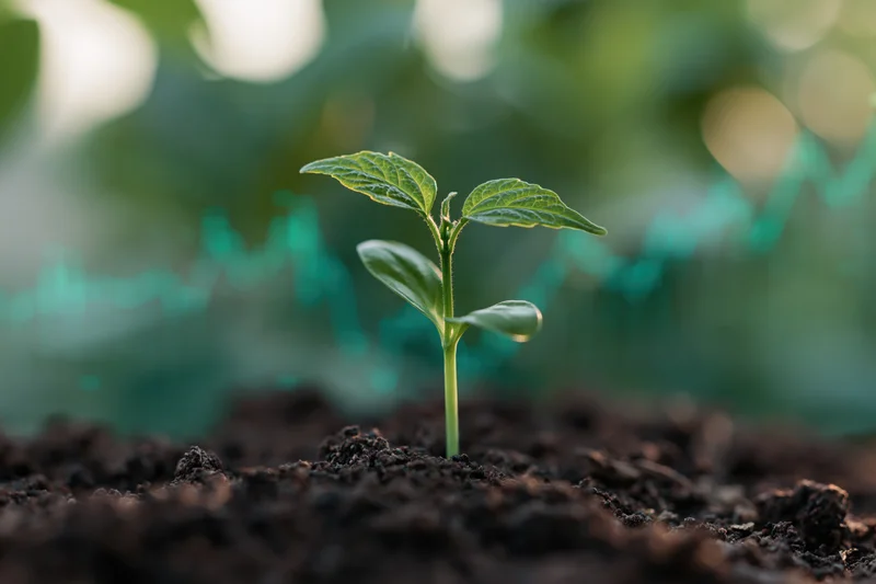Young green seedling sprouting from dark moist soil in a garden setting