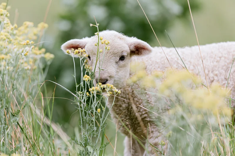 Young lamb standing among tall wildflowers in a green pasture