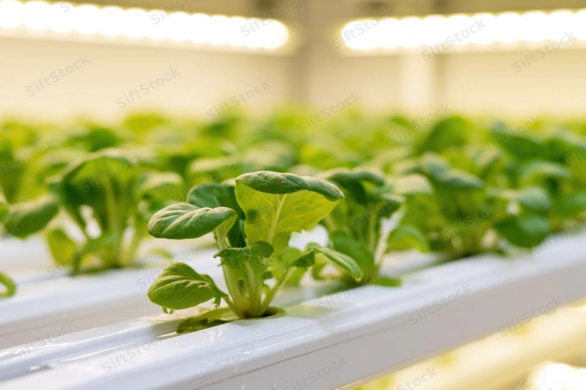 Young lettuce seedlings growing in rows on white hydroponic trays under led lights indoors