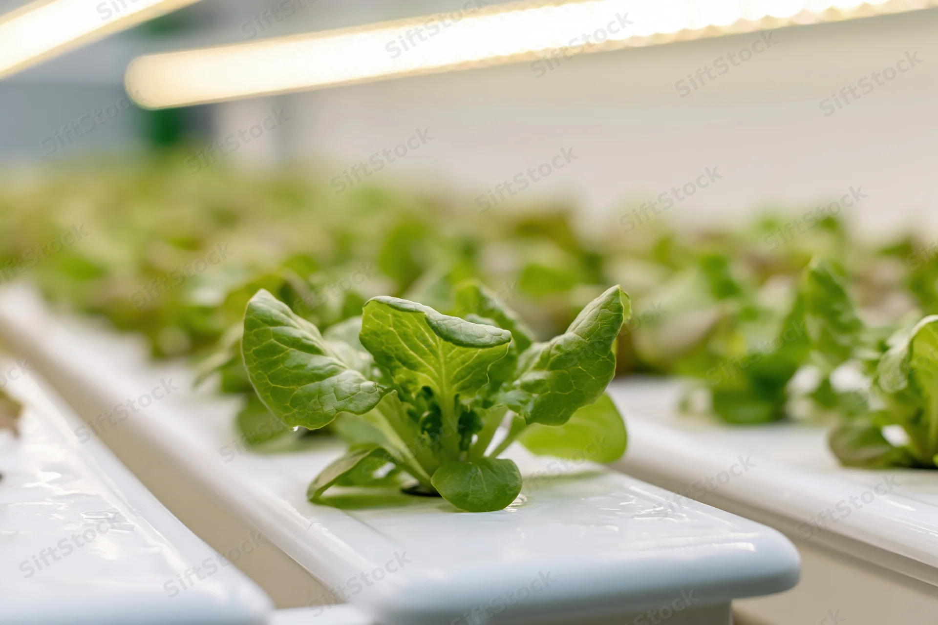 Young lettuce seedlings growing in rows on white hydroponic trays under LED lights indoors
