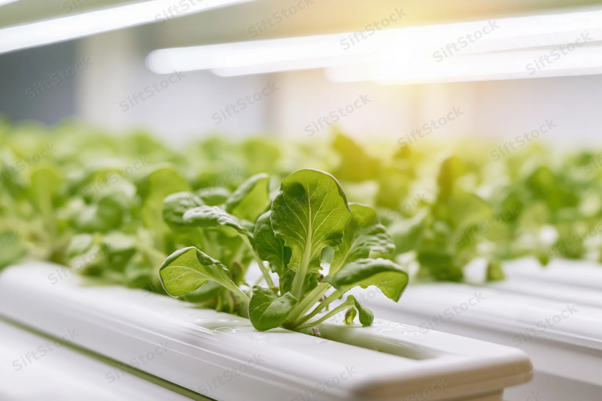 Young lettuce seedlings growing in rows on white hydroponic trays under led lights indoors