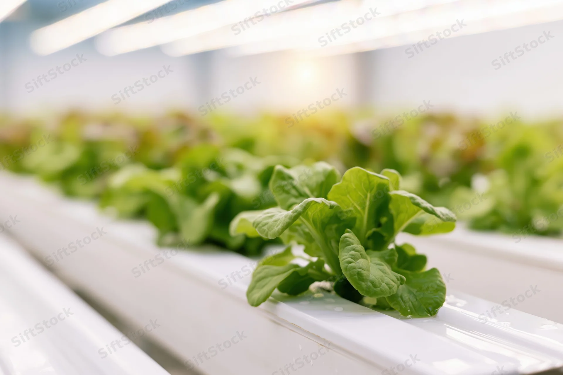 Young lettuce seedlings growing in rows on white hydroponic trays under artificial lighting