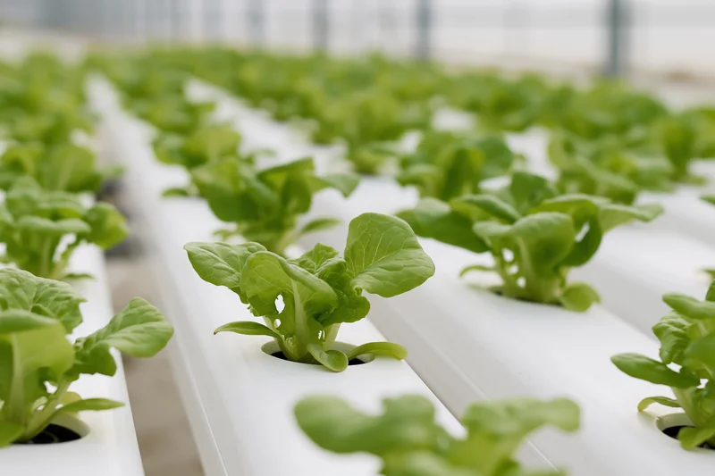 Young lettuce seedlings growing in white PVC channels inside a greenhouse