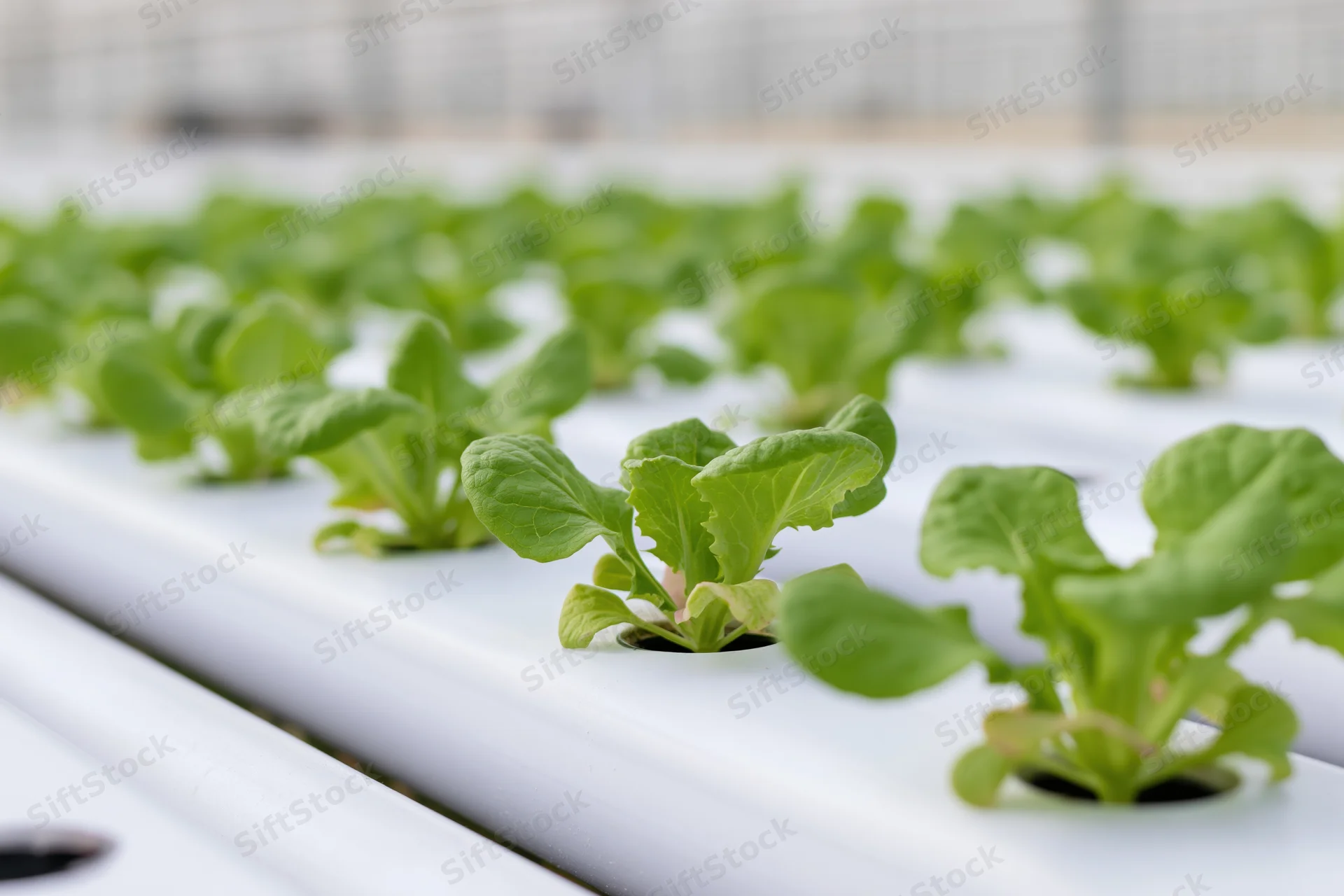 Young lettuce seedlings growing in white pvc pipes inside a greenhouse