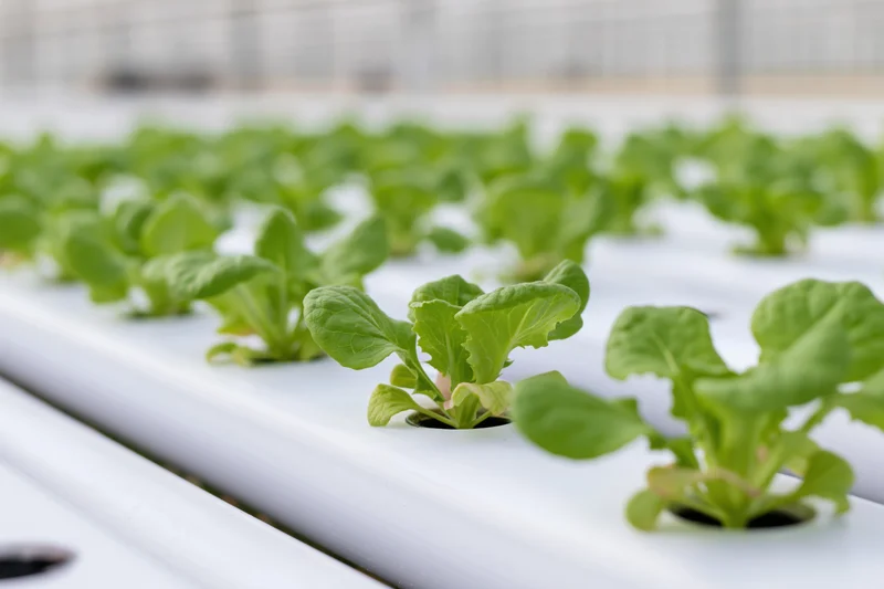 Young lettuce seedlings growing in white pvc pipes inside a greenhouse