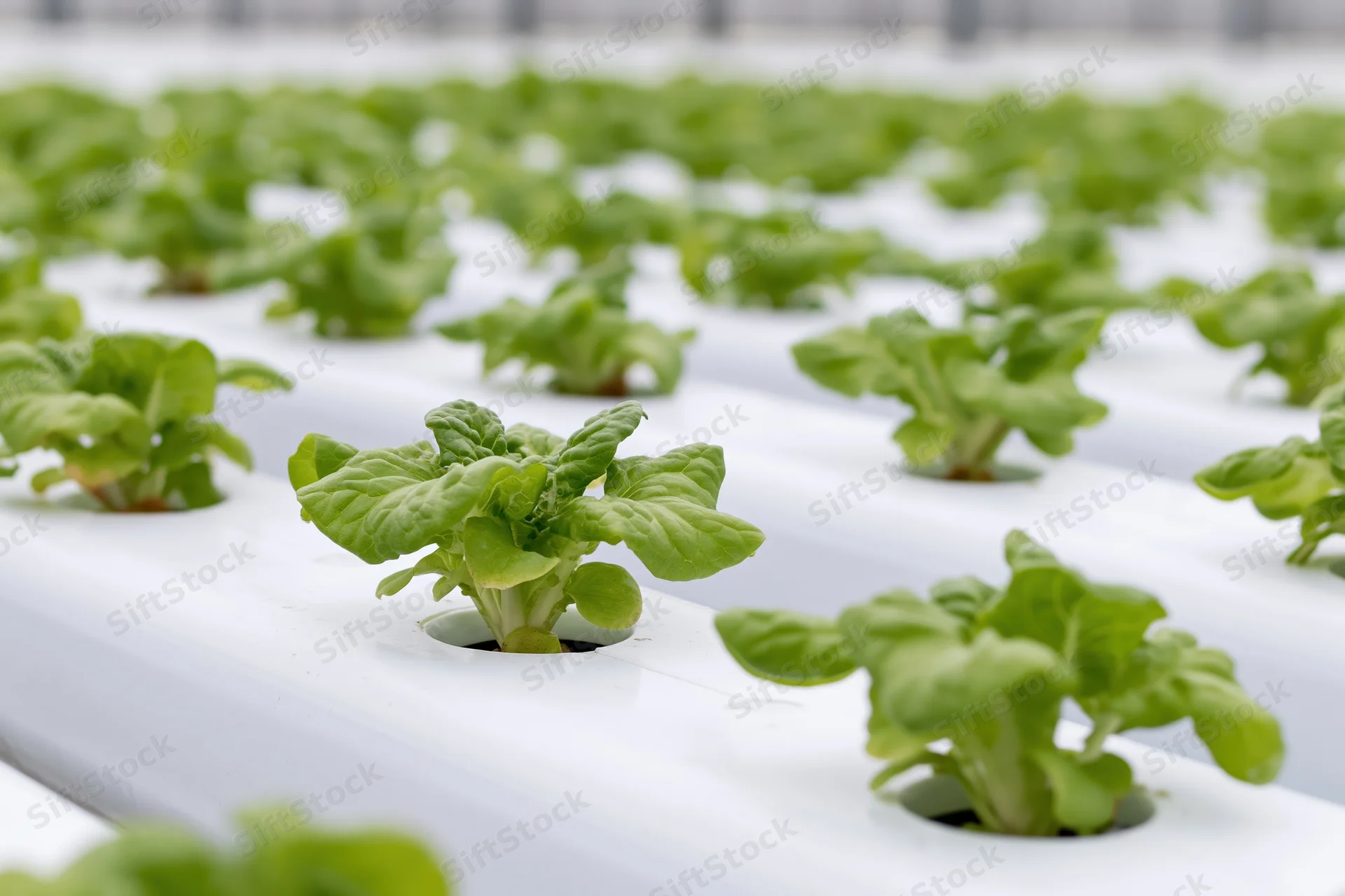 Young lettuce seedlings growing in white pvc channels in a hydroponic greenhouse