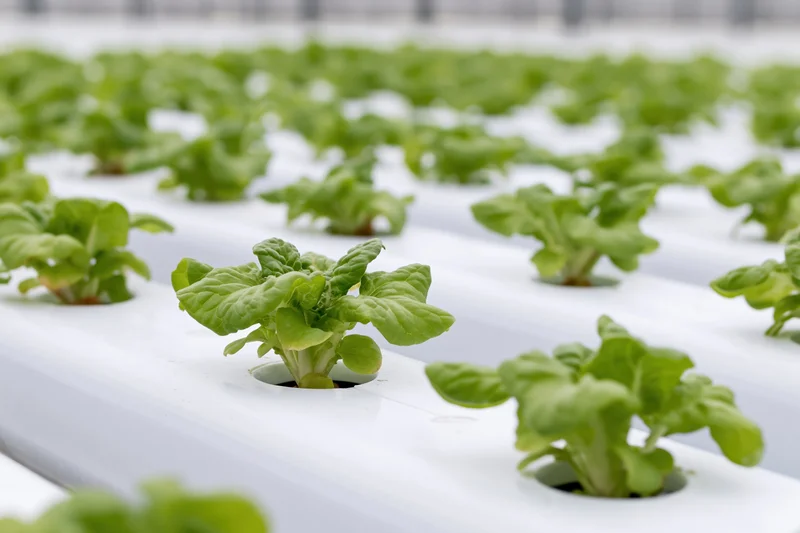 Young lettuce seedlings growing in white pvc channels in a hydroponic greenhouse