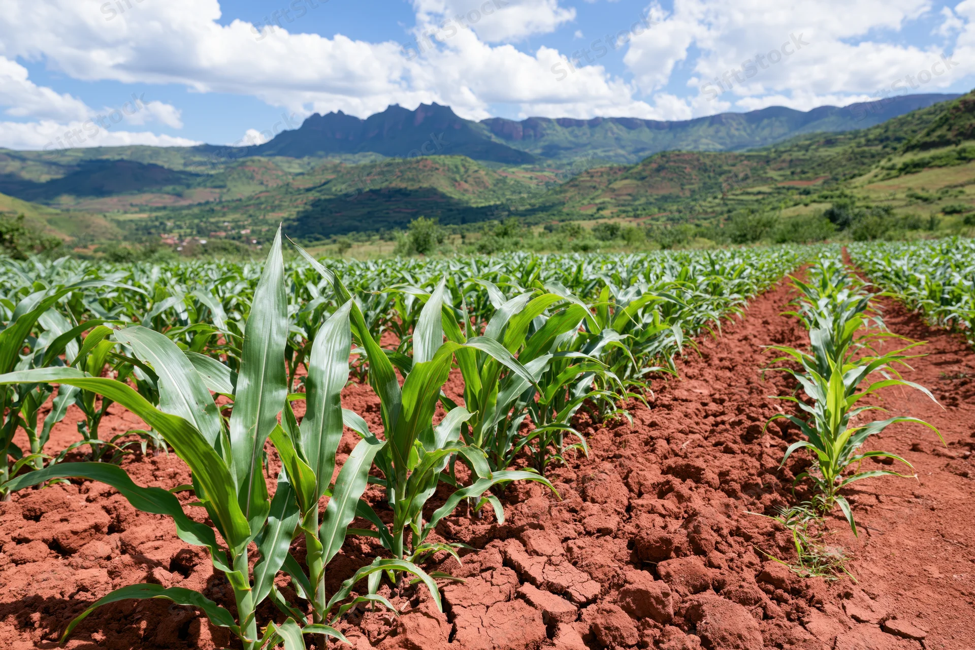 Young maize plants growing in neat rows across a red-soil field with mountains in the background