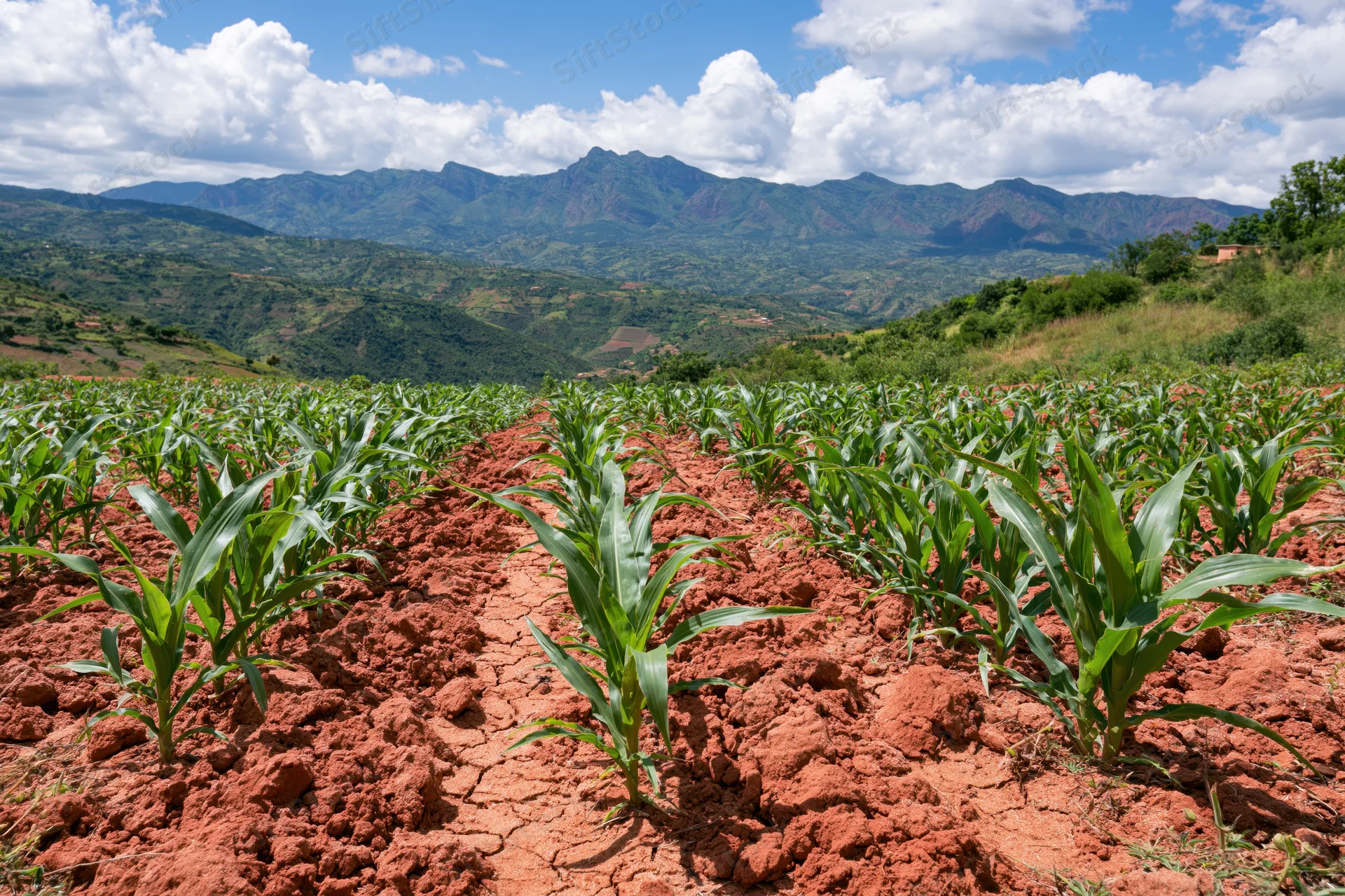 Young maize plants growing in rows across a red soil field with mountains in the background