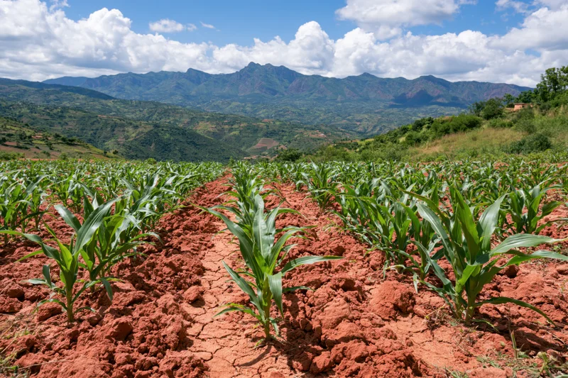 Young maize plants growing in rows across a red soil field with mountains in the background