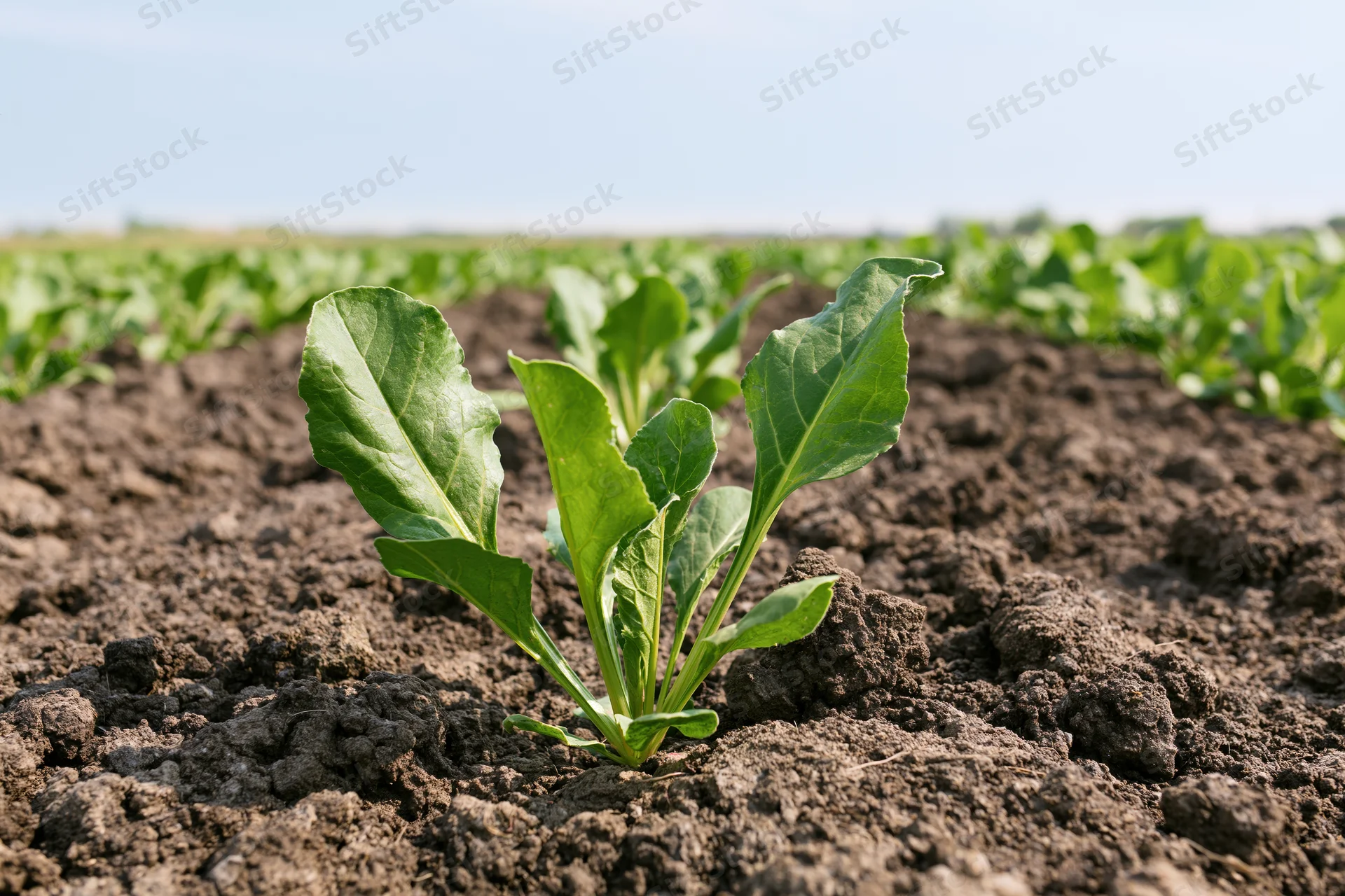 Young sugar beet seedling growing in dark tilled soil in a field