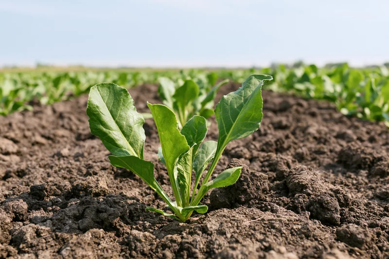 Young sugar beet seedling growing in dark tilled soil in a field