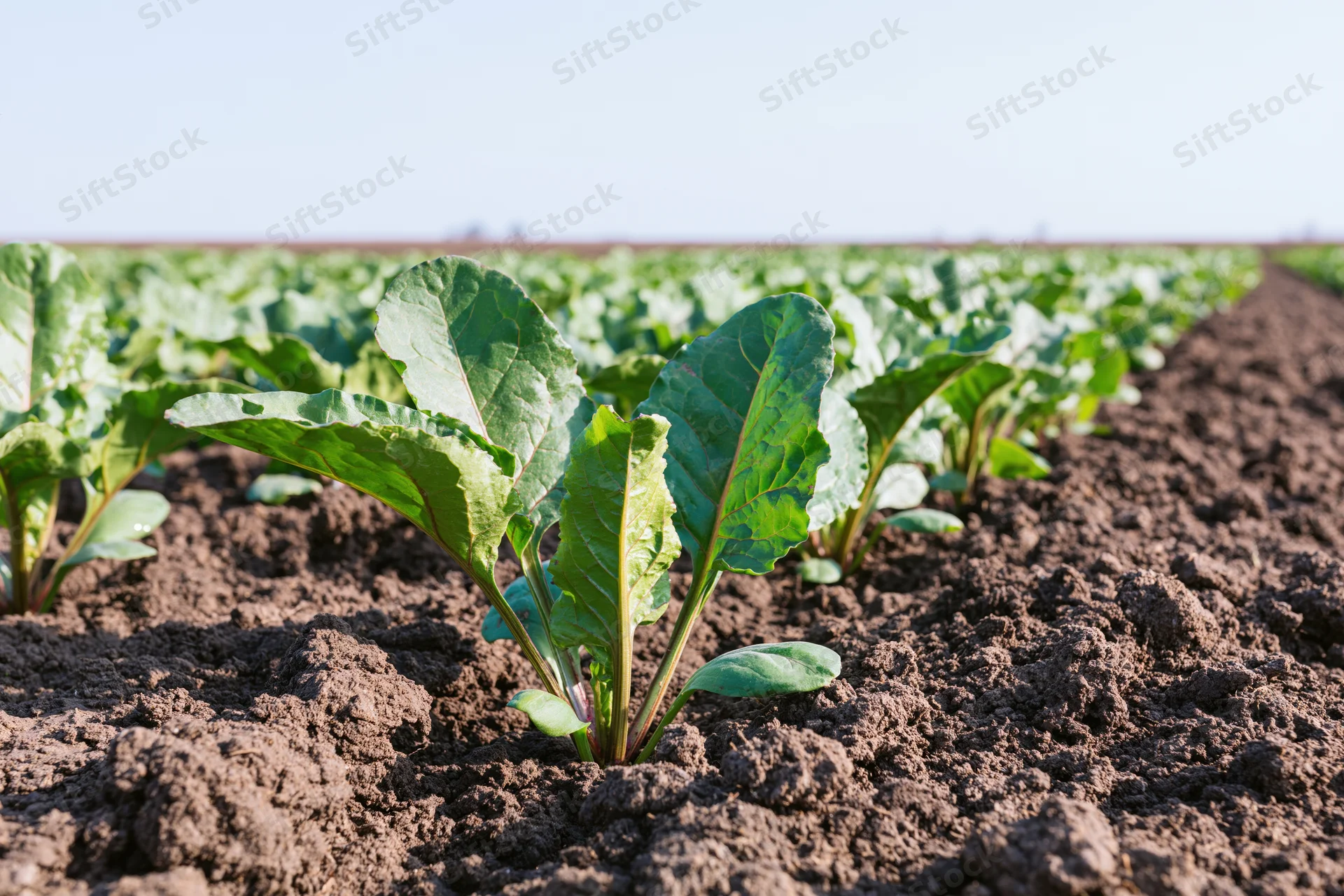 Young sugar beet seedlings growing in rows of dark tilled soil in a field