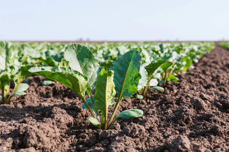 Young sugar beet seedlings growing in rows of dark tilled soil in a field