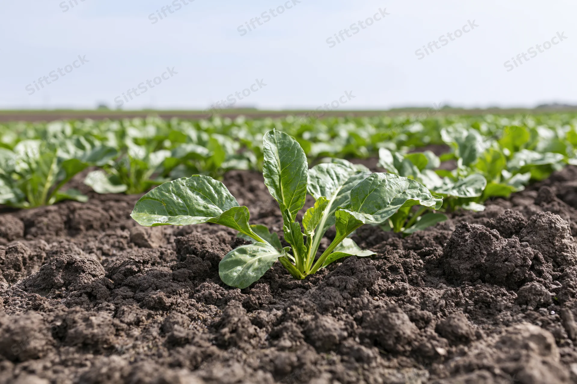 Young sugar beet seedling growing in dark tilled soil in an open field